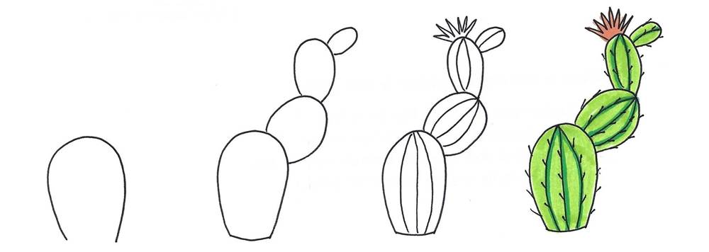 cactus illustration