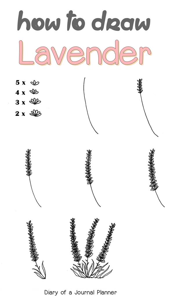 easy step by step tutorial for valenver drawing. Learn how to draw lavender easily.