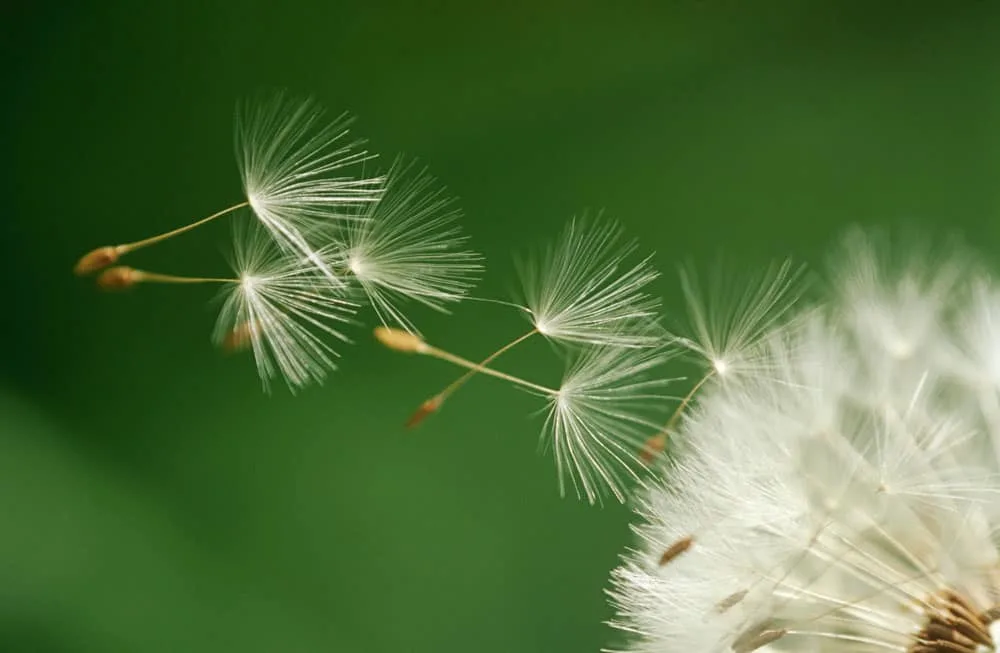 How to Draw a Dandelion  Sketch a Dandelion With Flying Seeds