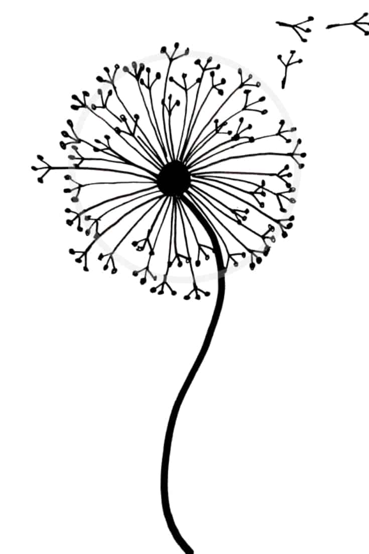 Best Dandelion Sketch Drawing for Beginner