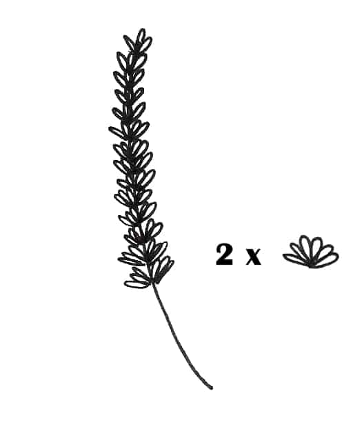 how to draw lavender plant