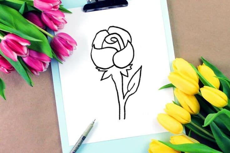 Rose Drawing How To Draw A Rose Step By Step For Beginners