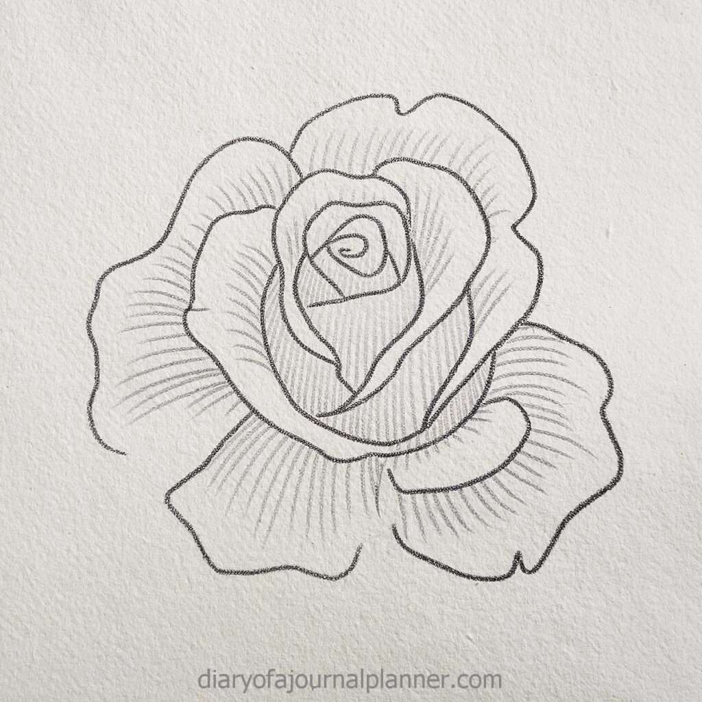 Line drawing of a rose with intricate petal details on textured paper.