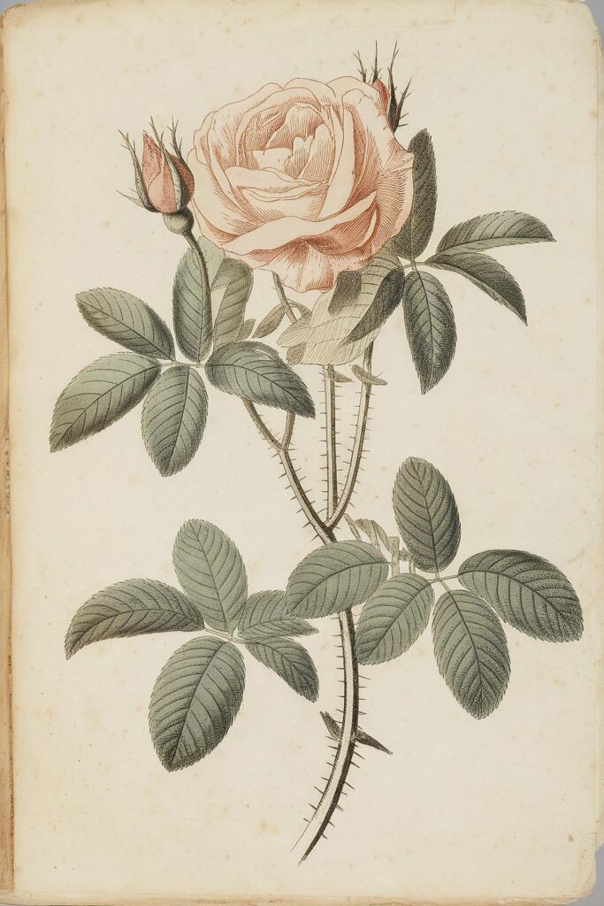 Vintage botanical illustration of a pink rose with green leaves on a thorny stem.