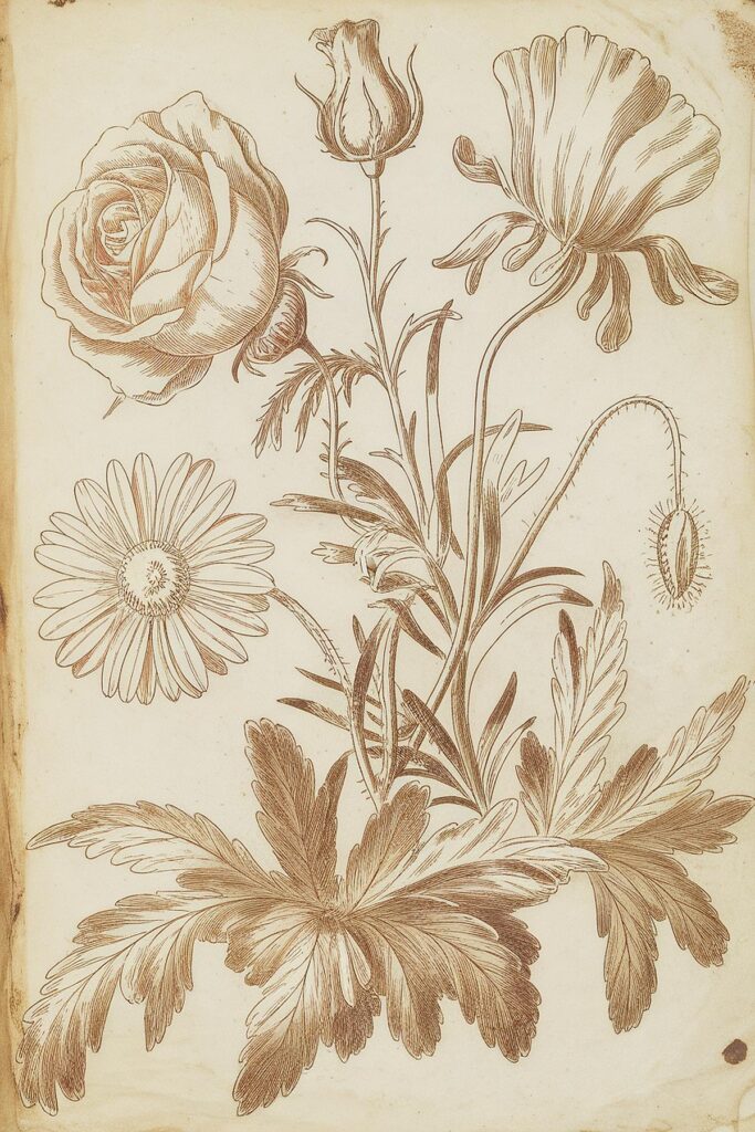 Vintage botanical flower illustration with rose, poppy, and daisy. Detailed sepia drawing on a textured background.