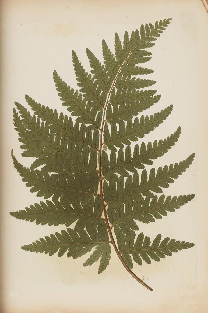 Illustration of a detailed green fern leaf on a beige background, showcasing its intricate pattern and symmetry.