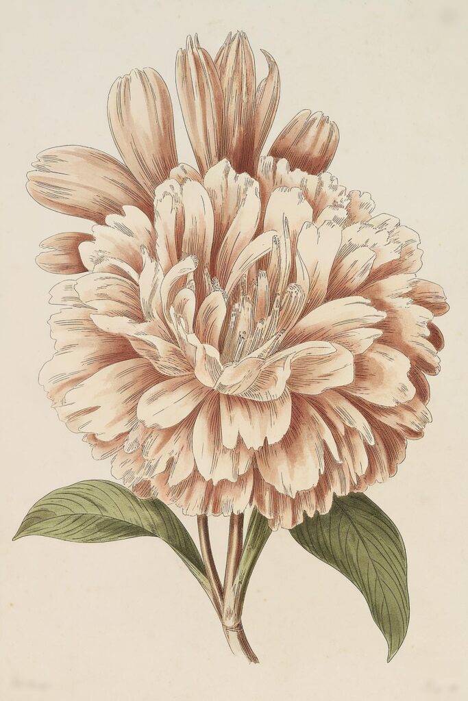 Vintage botanical illustration of a peony flower with green leaves, showcasing detailed petals in sepia tones.