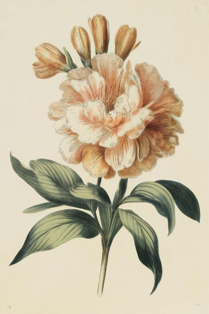 Vintage botanical illustration of a blooming peony with detailed petals and leaves on a light background.