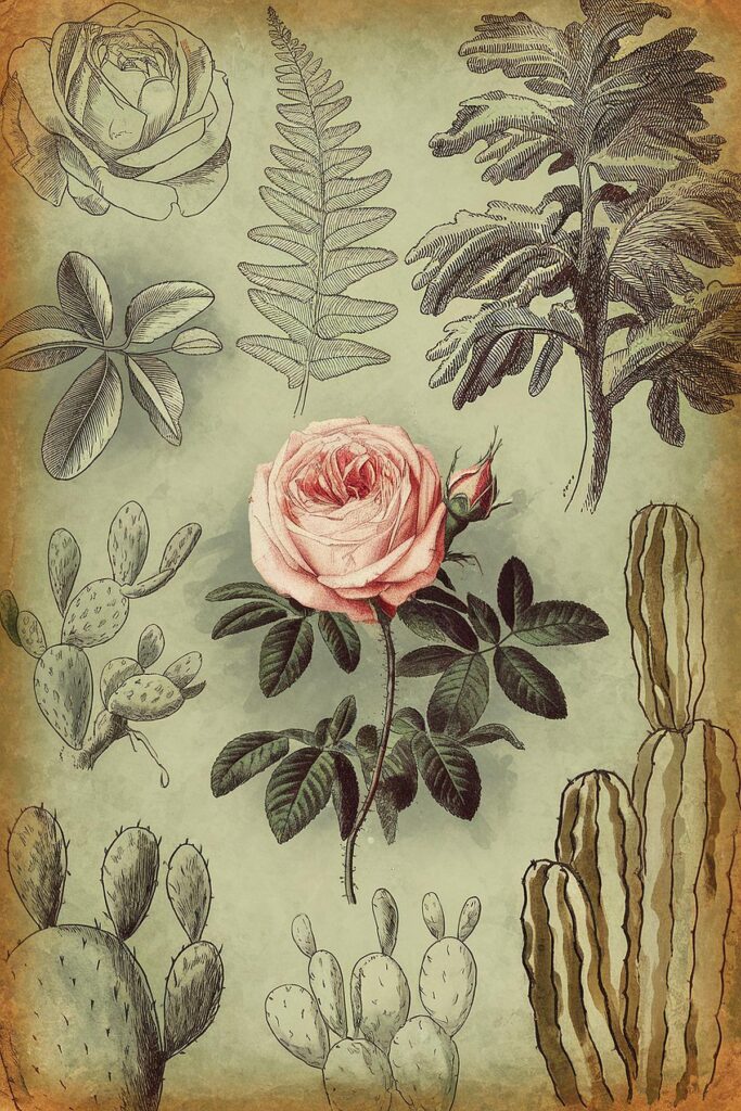 Vintage botanical illustration with a pink rose, cactus, and fern on a faded background.
