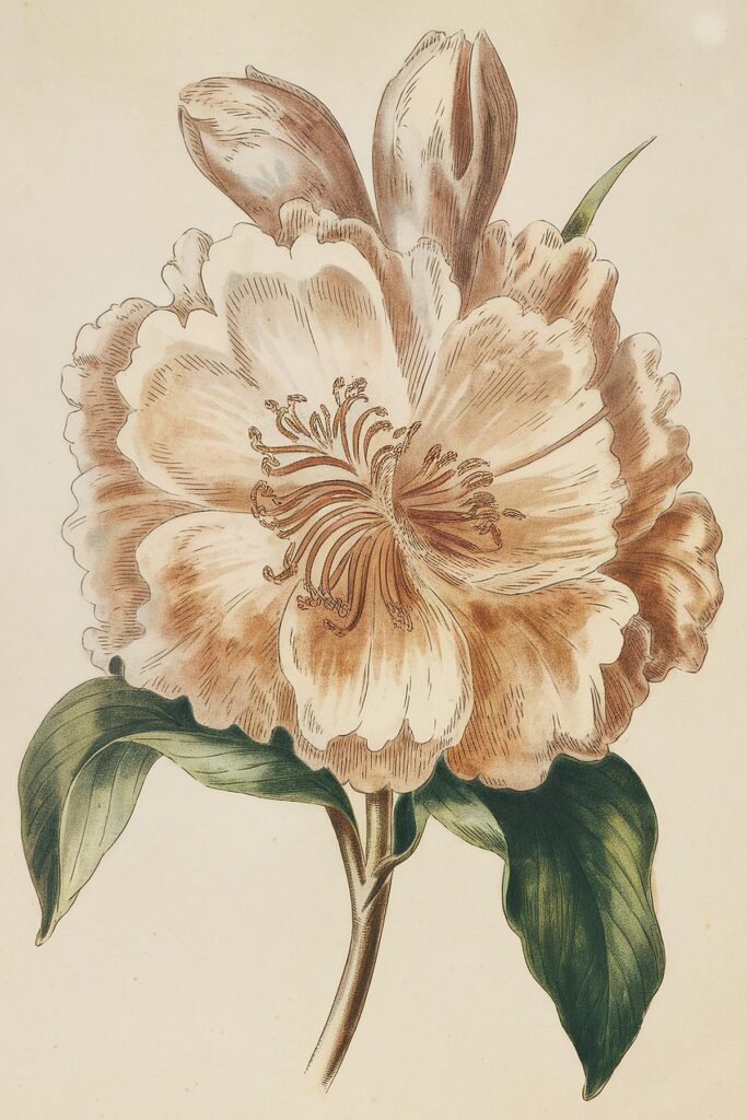 Illustration of a blooming flower with detailed petals and leaves, showcasing vintage botanical art style.