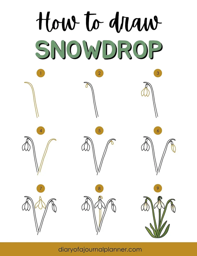 Step-by-step guide on how to draw a snowdrop flower with illustrated stages.