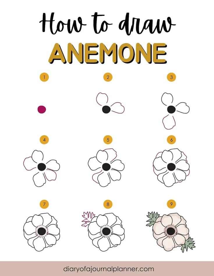 Step-by-step guide on how to draw an anemone flower, illustrated with numbered stages from start to finish.