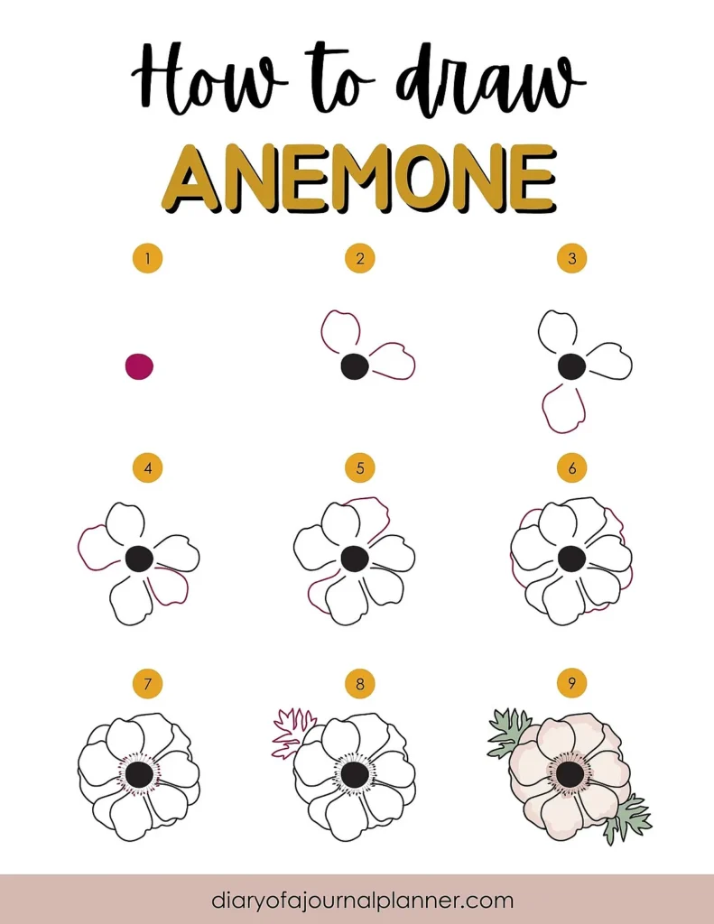 Step-by-step guide on how to draw an anemone flower, illustrated with numbered stages from start to finish.