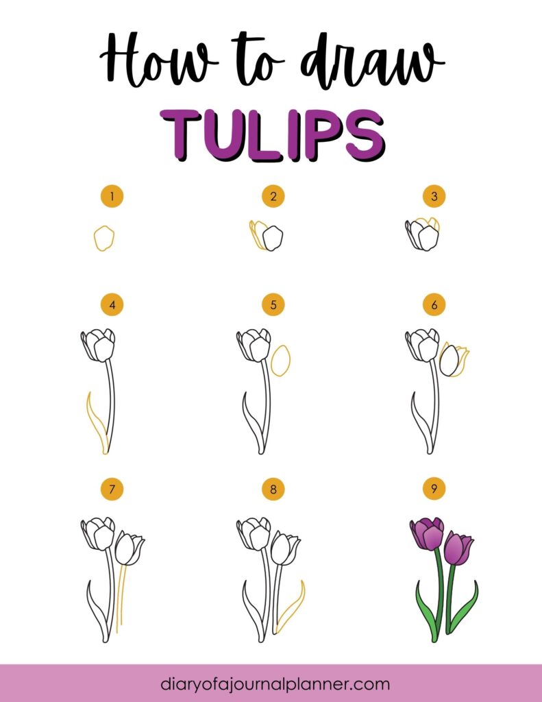 Step-by-step guide on how to draw tulips, from outline to final colored illustration.