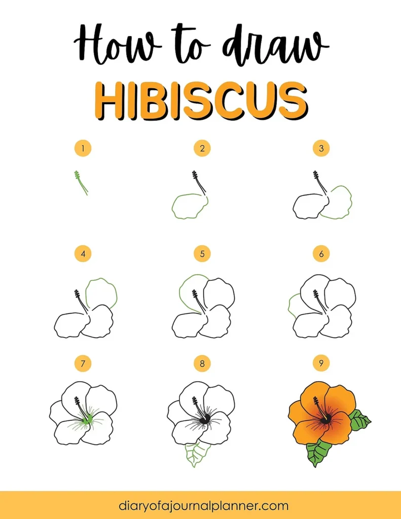 Step-by-step guide on how to draw a hibiscus flower, featuring nine stages from outline to color.