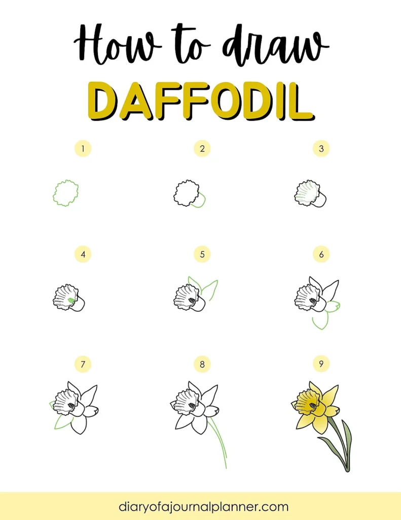 Step-by-step guide on how to draw a daffodil in 9 stages, from outline to colored flower.