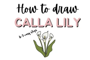 Learn to draw a Calla Lily in 9 steps: Illustrated guide with text and calla lily drawing.