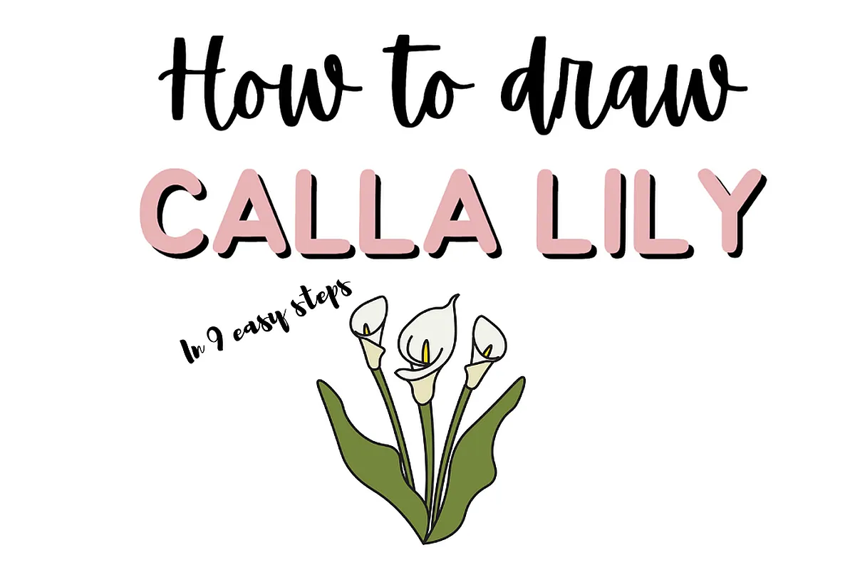 Learn to draw a Calla Lily in 9 steps: Illustrated guide with text and calla lily drawing.