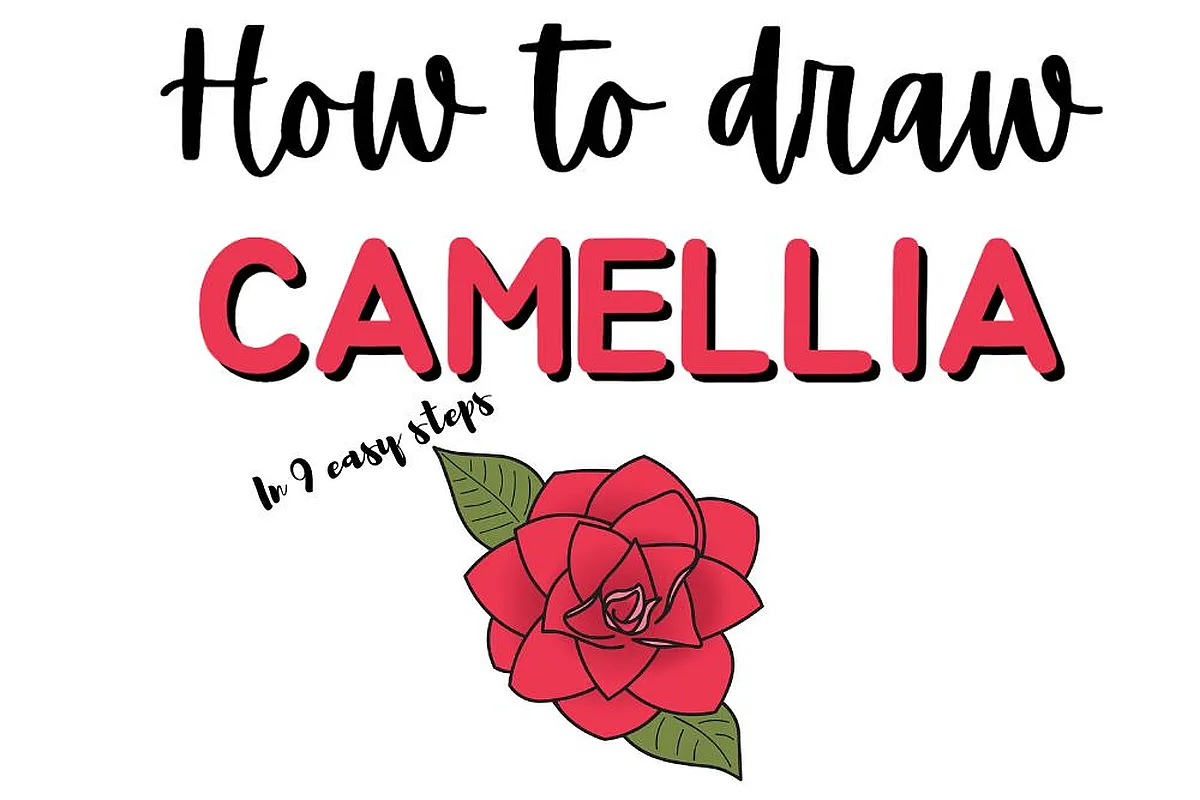Learn how to draw camellia flower in 9 easy steps, featuring a simple illustration and text guide.