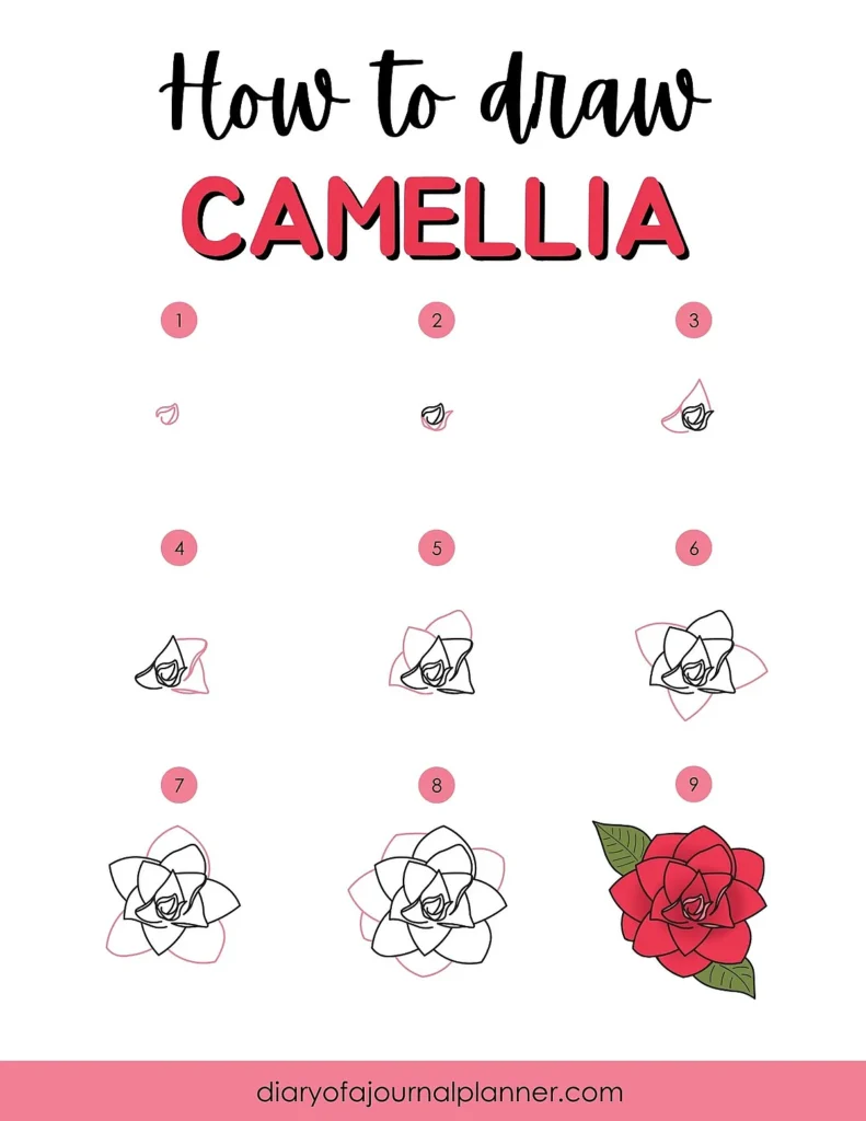 Step-by-step guide on how to draw a camellia flower, from outline to coloring.