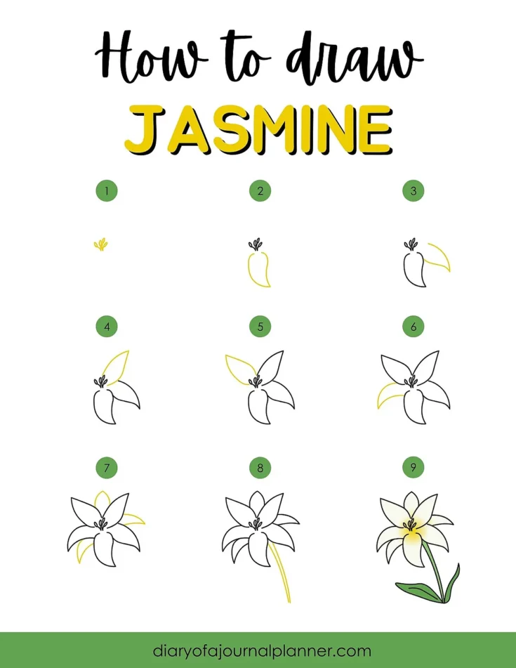 Step-by-step guide on how to draw a jasmine flower, featuring nine simple illustrated stages.