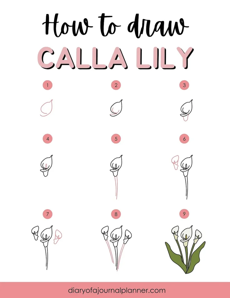 Step-by-step calla lily drawing guide with numbered stages and final colored illustration.