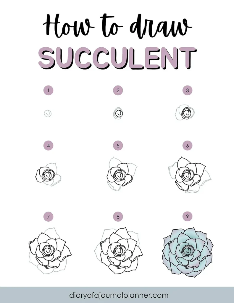 Step-by-step guide on drawing a succulent, from outline to full color.