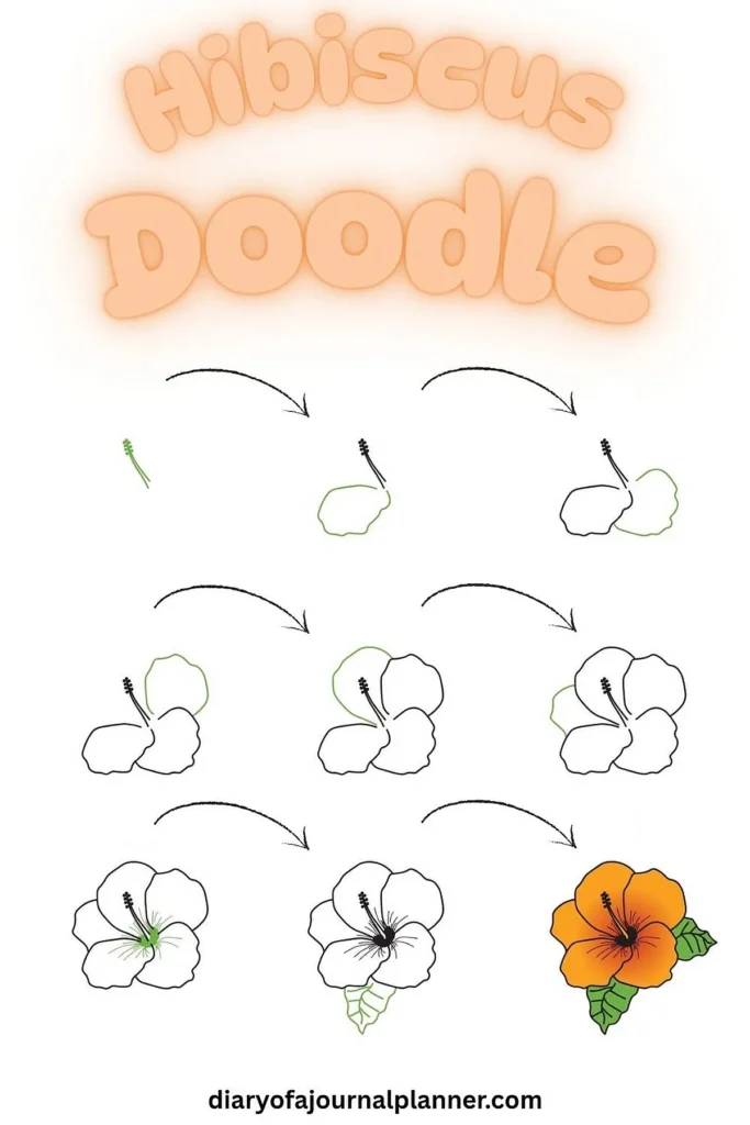 Step-by-step guide to drawing a hibiscus flower, from outline to colored illustration.