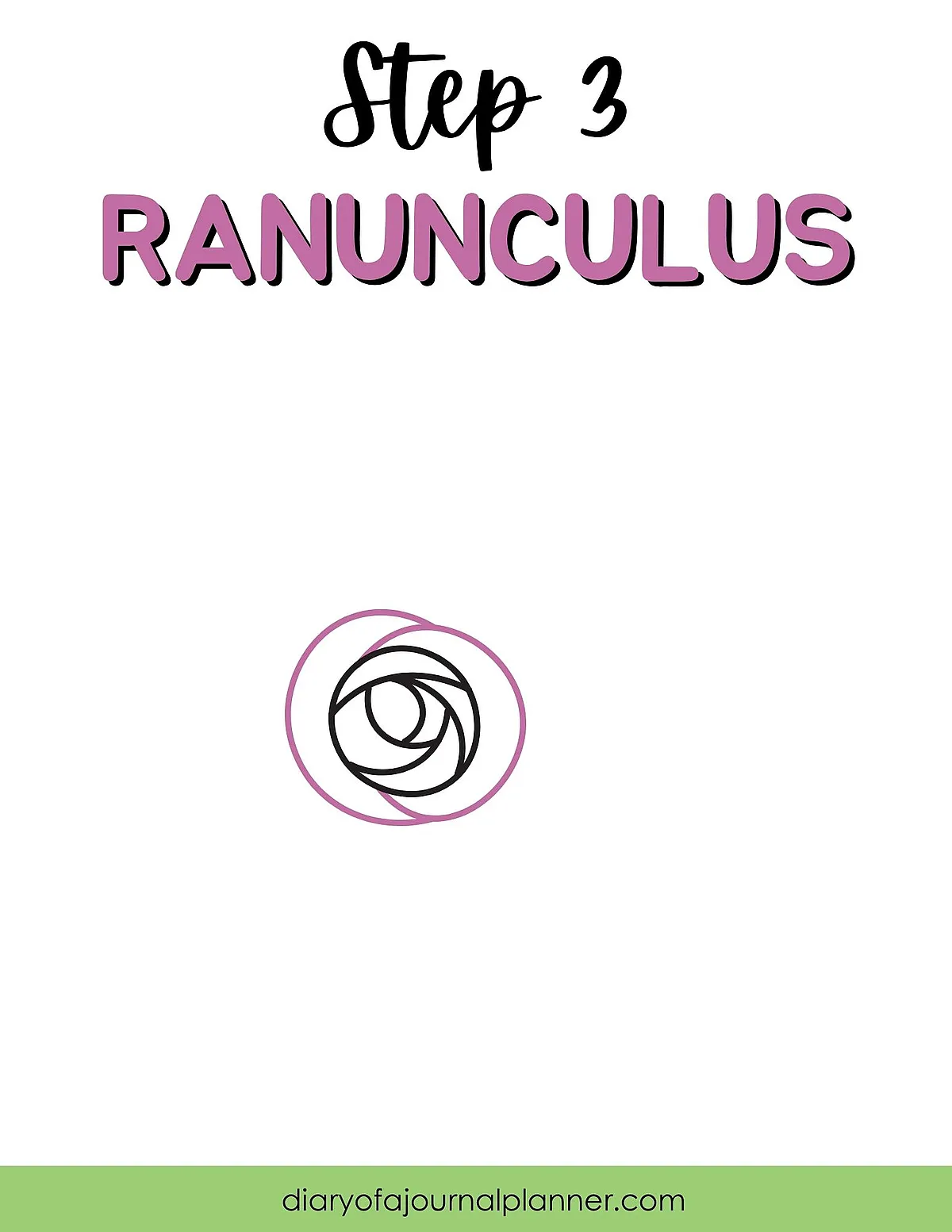 Step 3: Drawing a simple ranunculus flower outline with black and purple lines.
