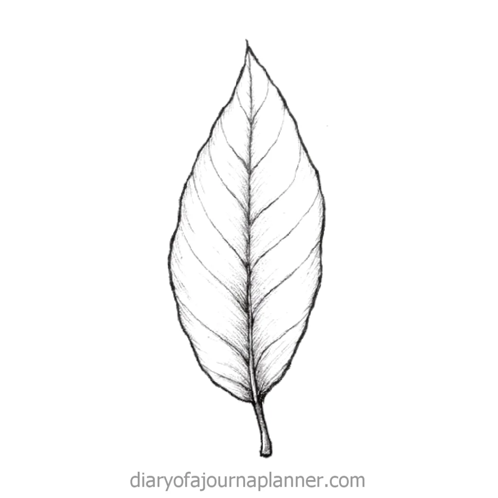 Pencil drawing of a detailed, realistic single leaf on a white background.