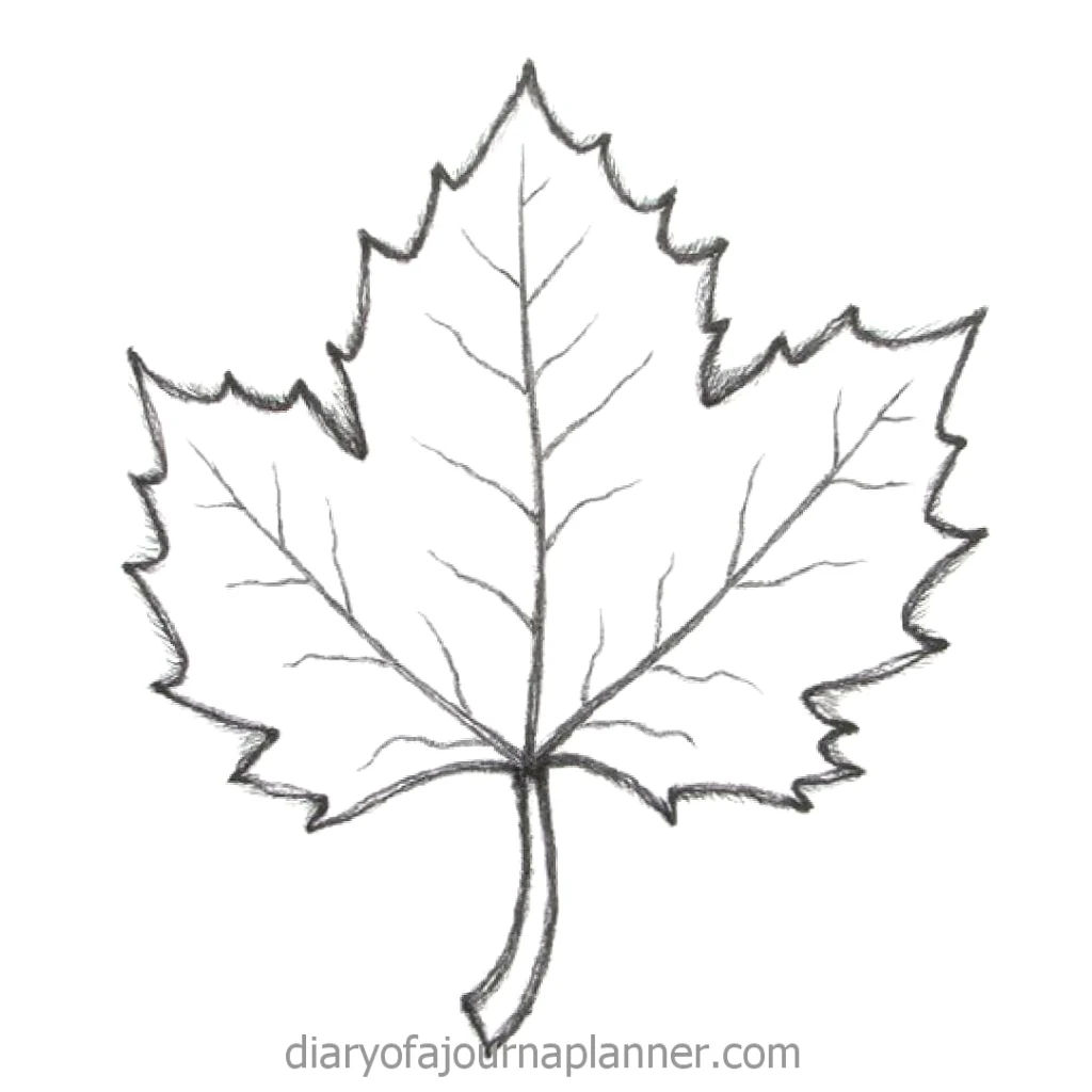 Black and white illustration of a detailed maple leaf sketch, showcasing intricate veins and jagged edges.