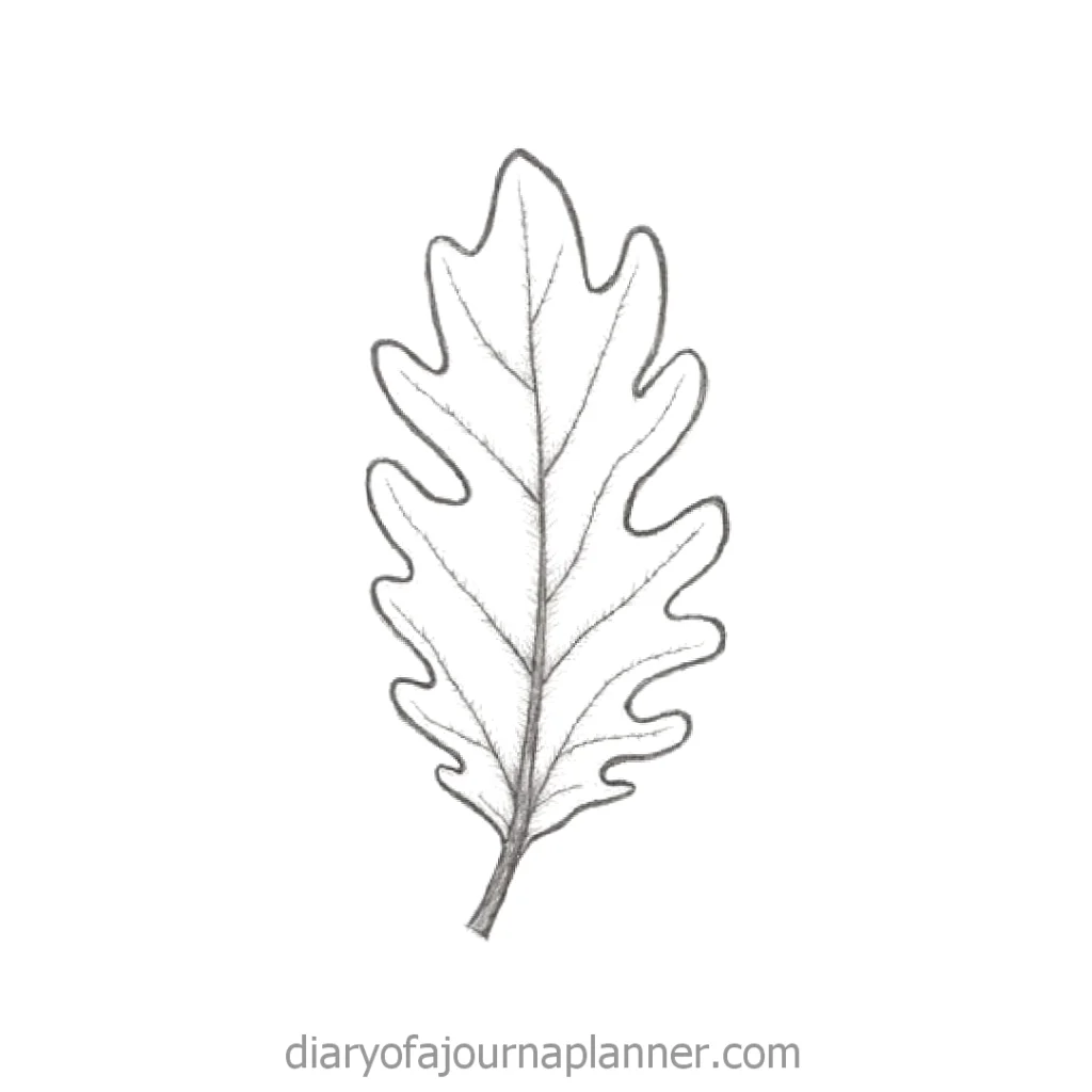 Hand-drawn oak leaf illustration with detailed veins and lobes, perfect for nature-themed art or educational content.