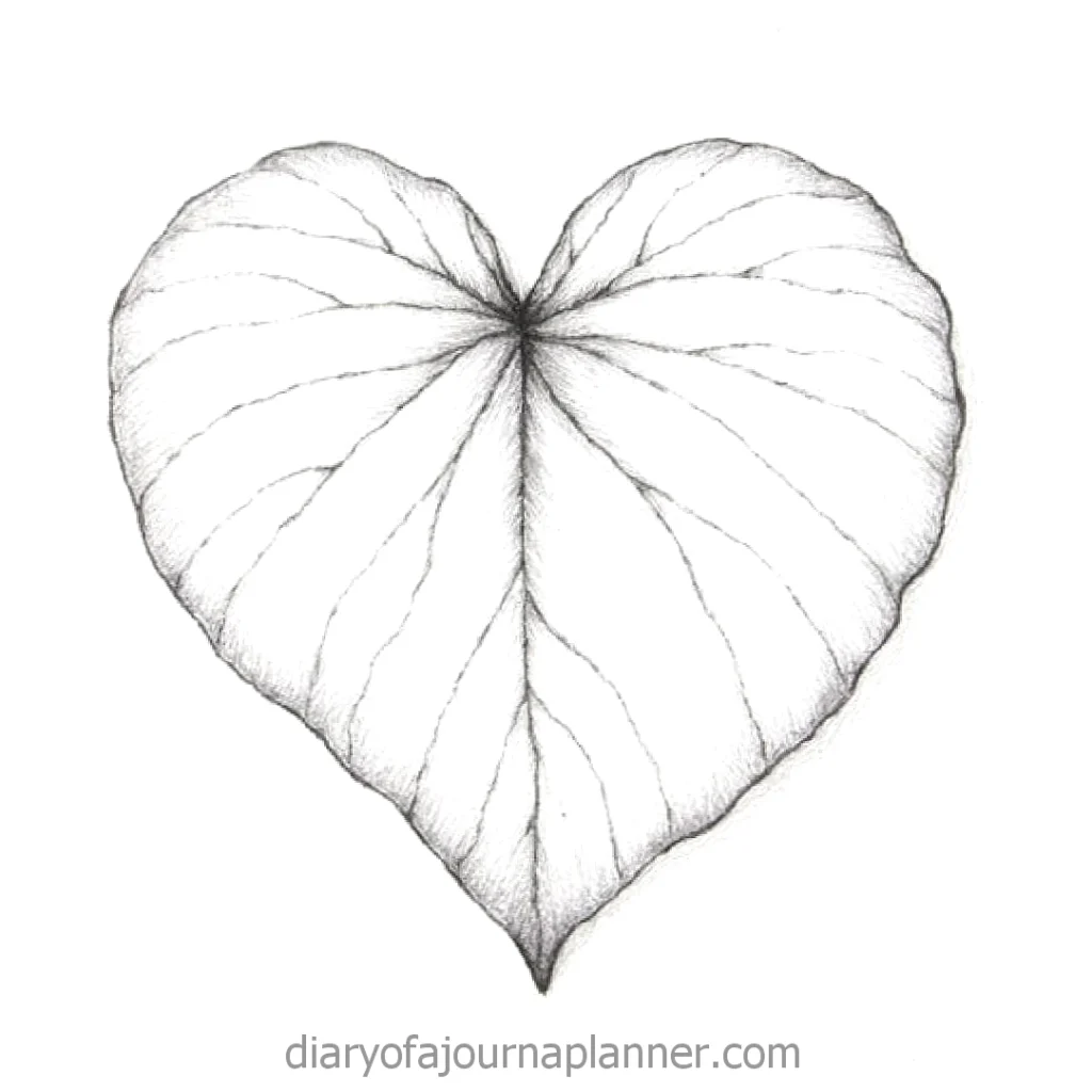 Detailed pencil sketch of a heart-shaped leaf, featuring intricate vein patterns and shading.