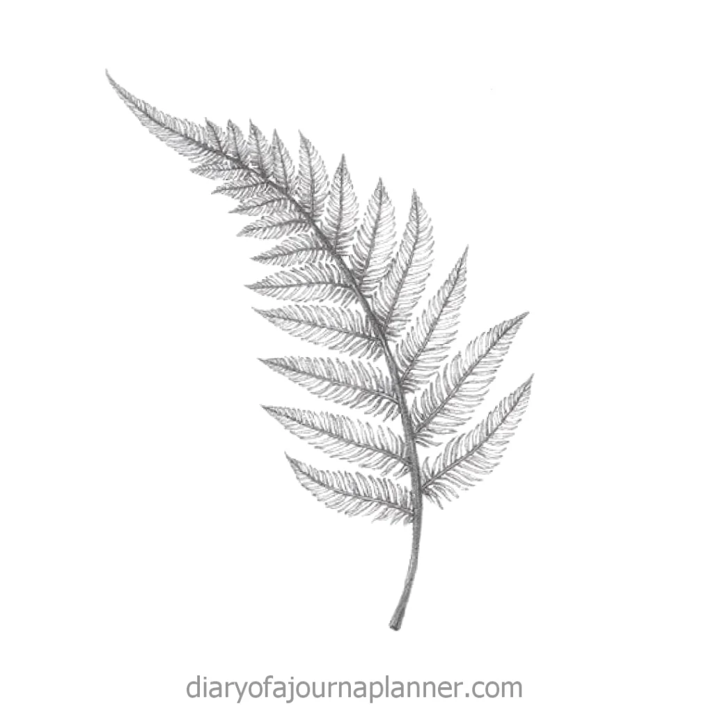 Pencil drawing of a detailed fern leaf, showcasing intricate leaflets and texture on a white background.