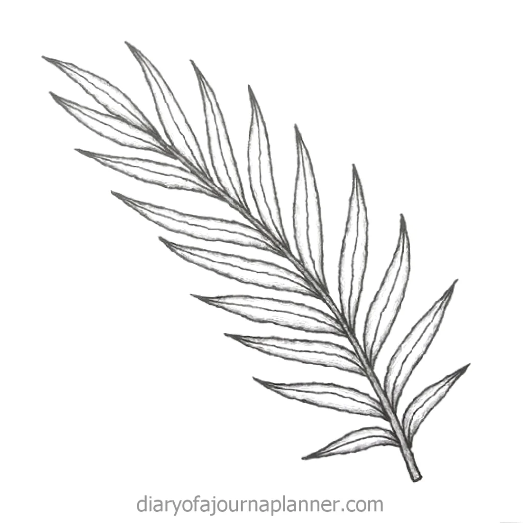 Detailed pencil sketch of a palm leaf on a white background.