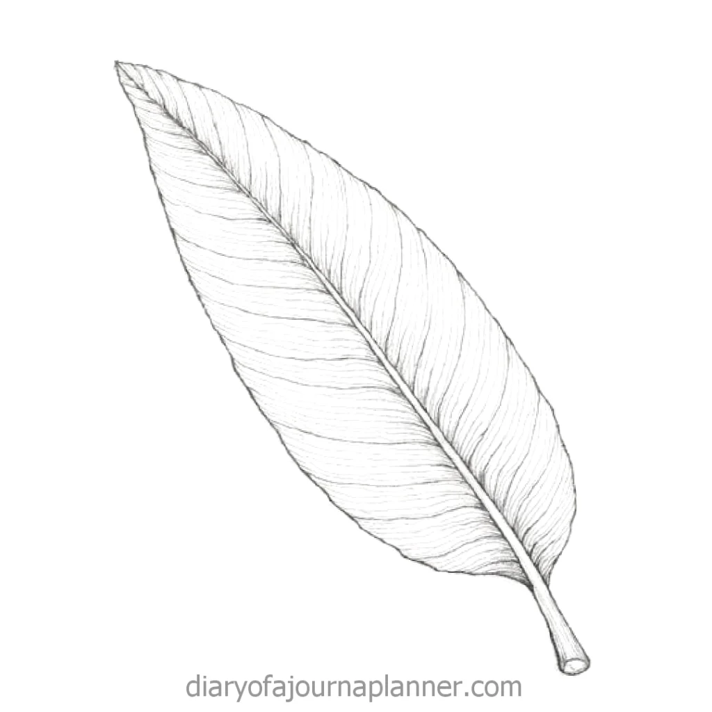 Detailed line drawing of a single large leaf, perfect for botanical illustrations and nature designs.