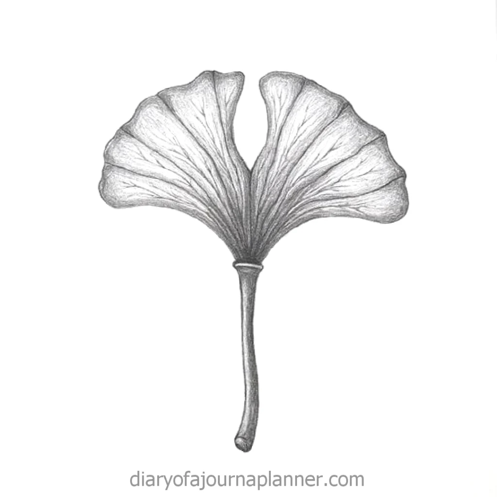 Detailed black and white illustration of a ginkgo biloba leaf with visible veins and realistic shading.