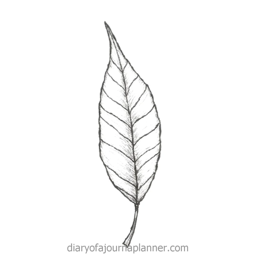 Detailed pencil sketch of a single leaf with visible veins, created by diaryofajournalplanner.com.