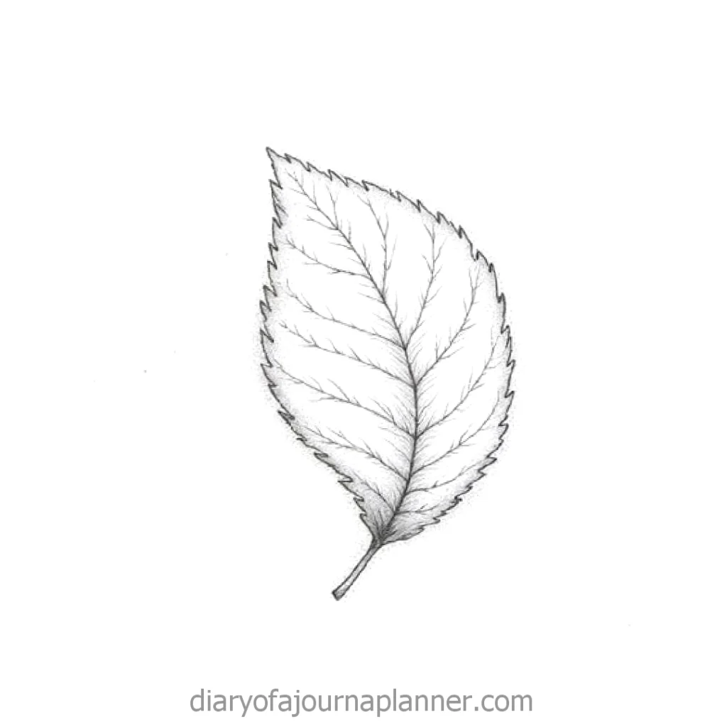 Hand-drawn, detailed leaf sketch with fine veins on a white background.