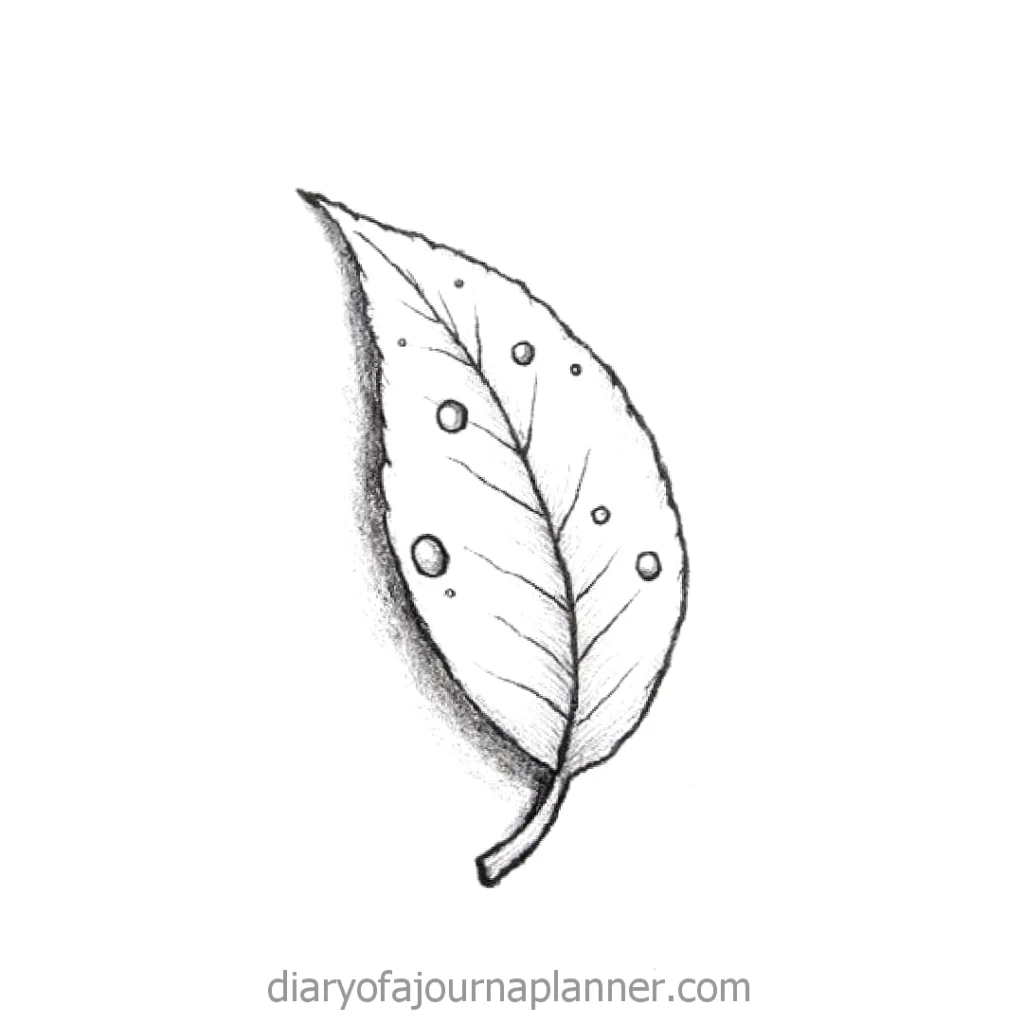 Pencil sketch of a leaf with water droplets, showcasing nature-inspired art and drawing techniques.