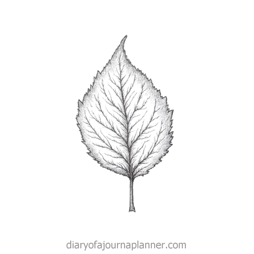 Detailed sketch of a single leaf, showcasing intricate veins on a white background.