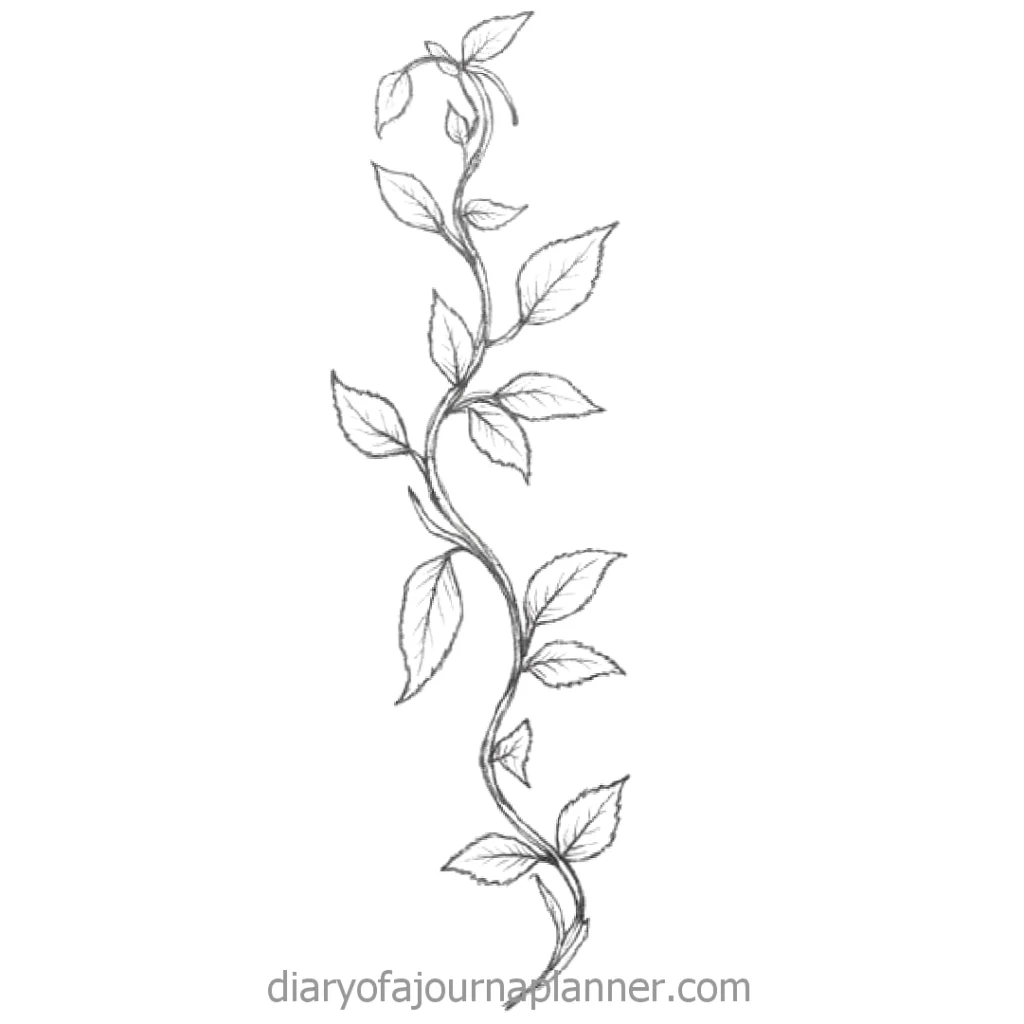 Simple vine pencil sketch with detailed leaves on a white background. Perfect for nature-themed art projects.