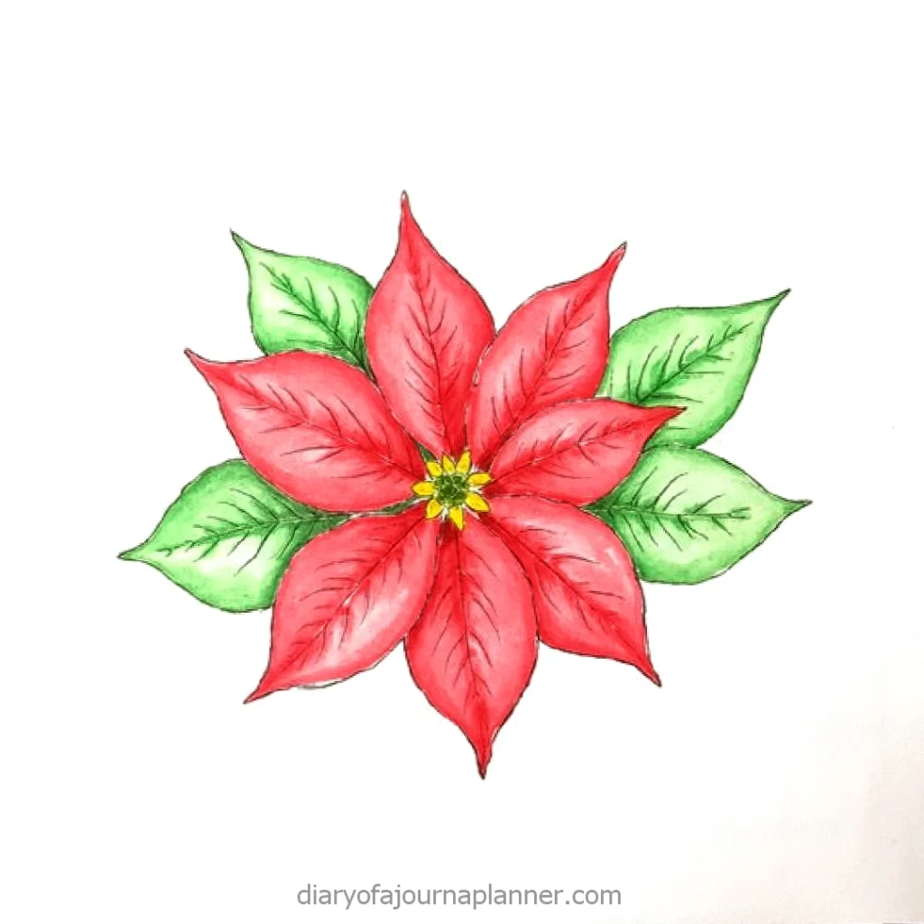 Illustrated red poinsettia flower with green leaves on white background, perfect for Christmas designs.