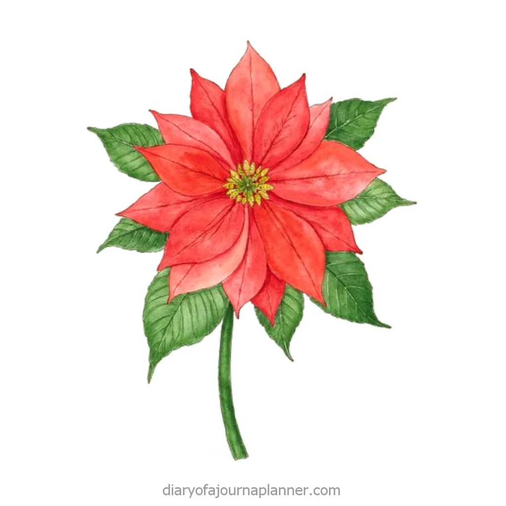 Watercolor illustration of a vibrant red poinsettia with lush green leaves.