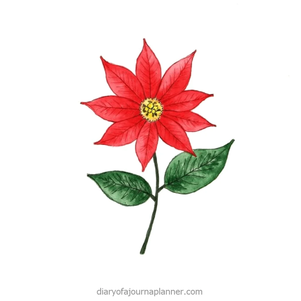 Illustration of a vibrant red poinsettia flower with two green leaves on a white background.