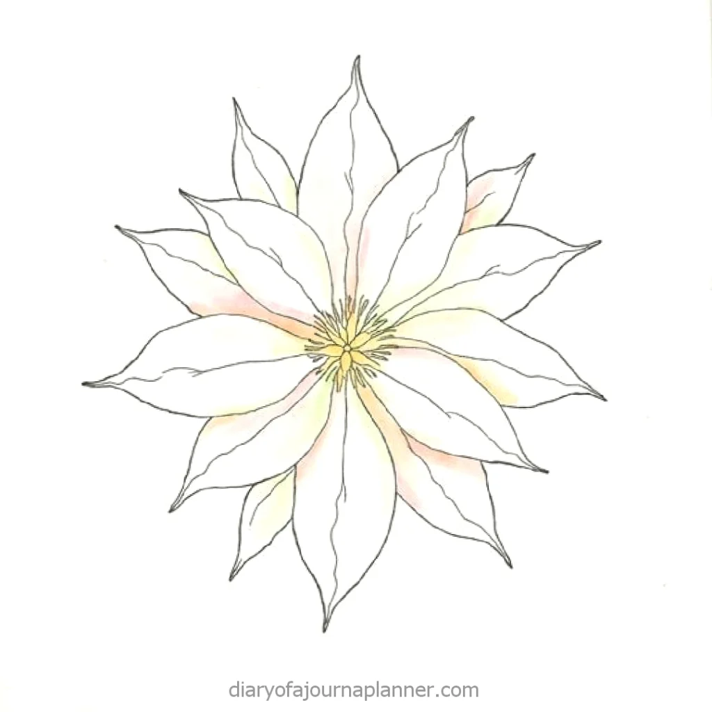 Line drawing of a flower with pointed petals and subtle color gradient, perfect for adult coloring activities.