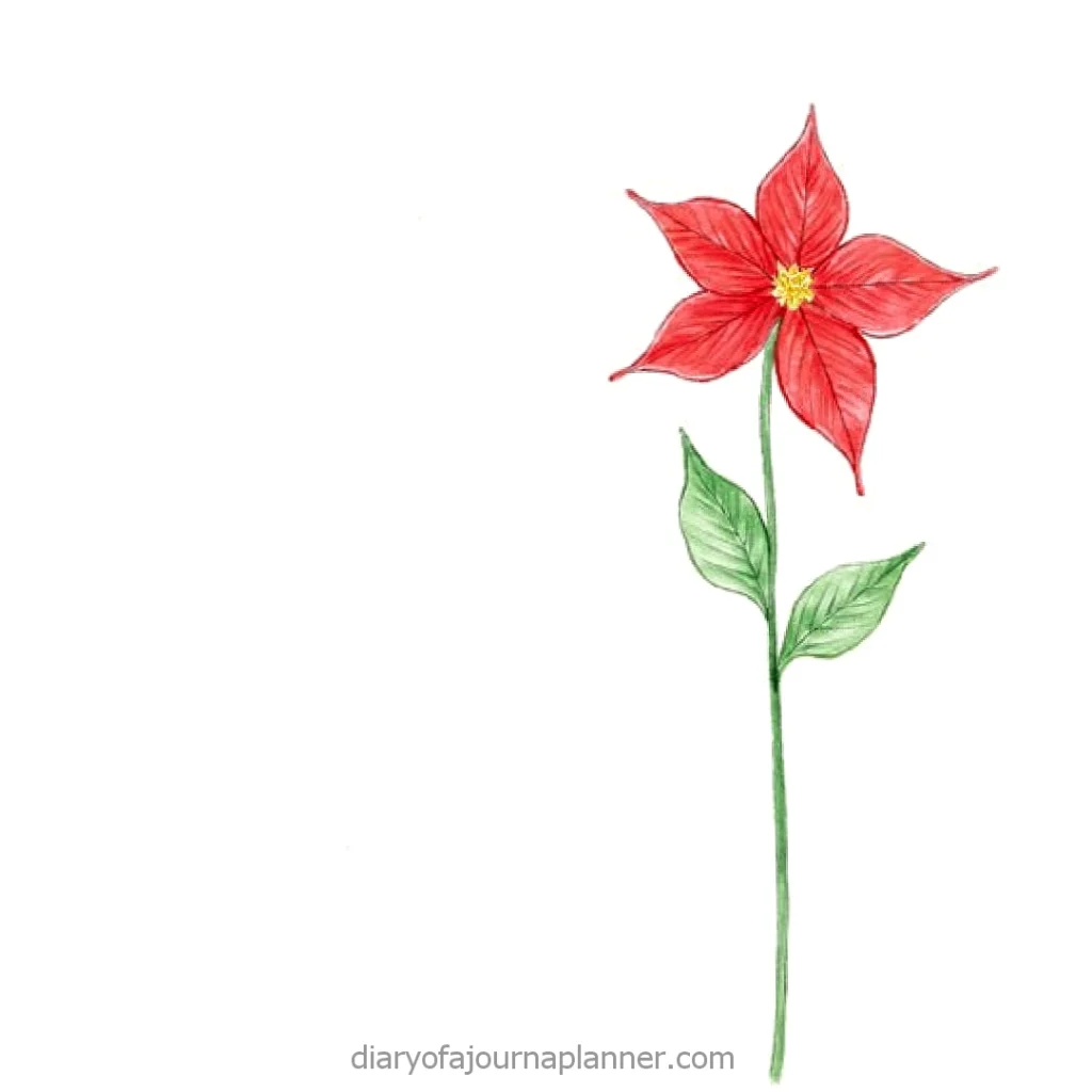 Illustration of a red poinsettia flower with green leaves on a white background.