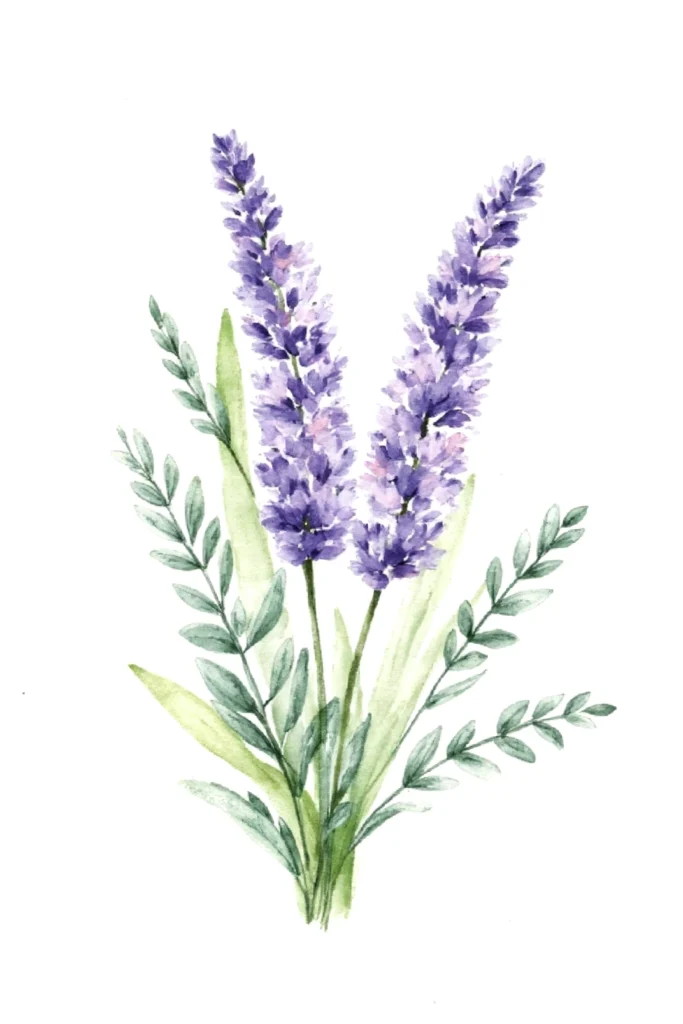 Watercolor illustration of vibrant purple lavender flowers with green leaves on a white background.