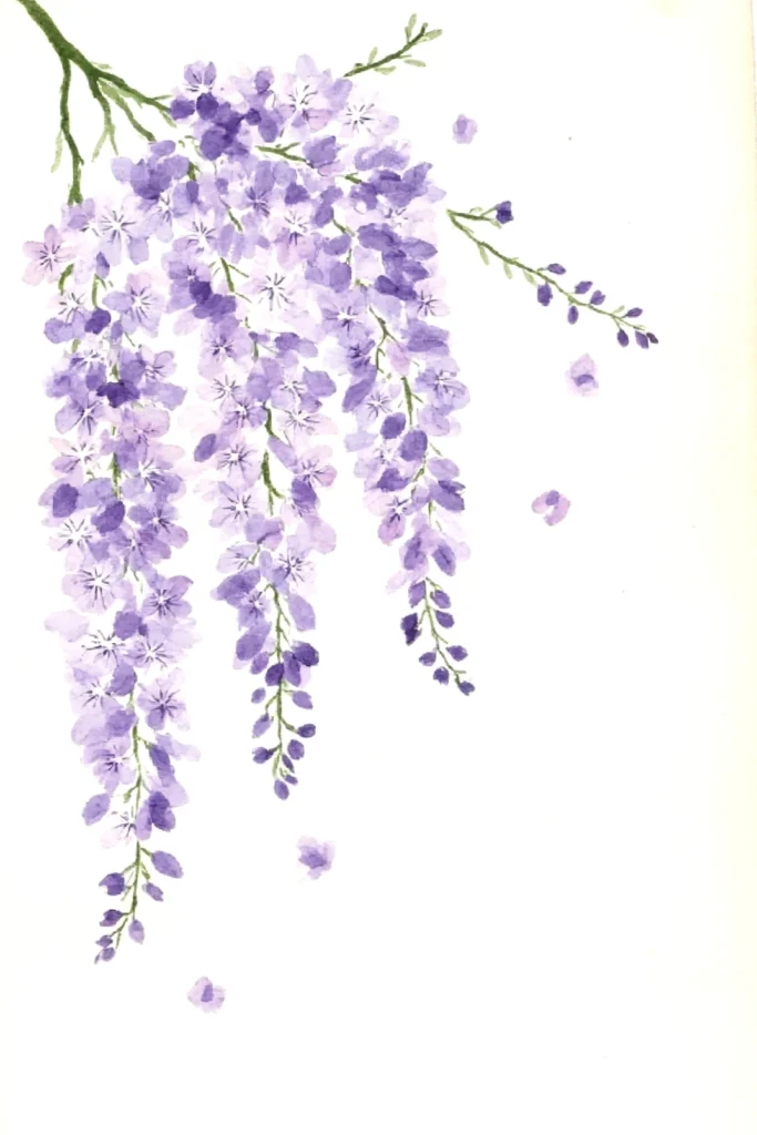 Purple wisteria flowers in watercolor, cascading on white background, evoking spring elegance and nature's beauty.