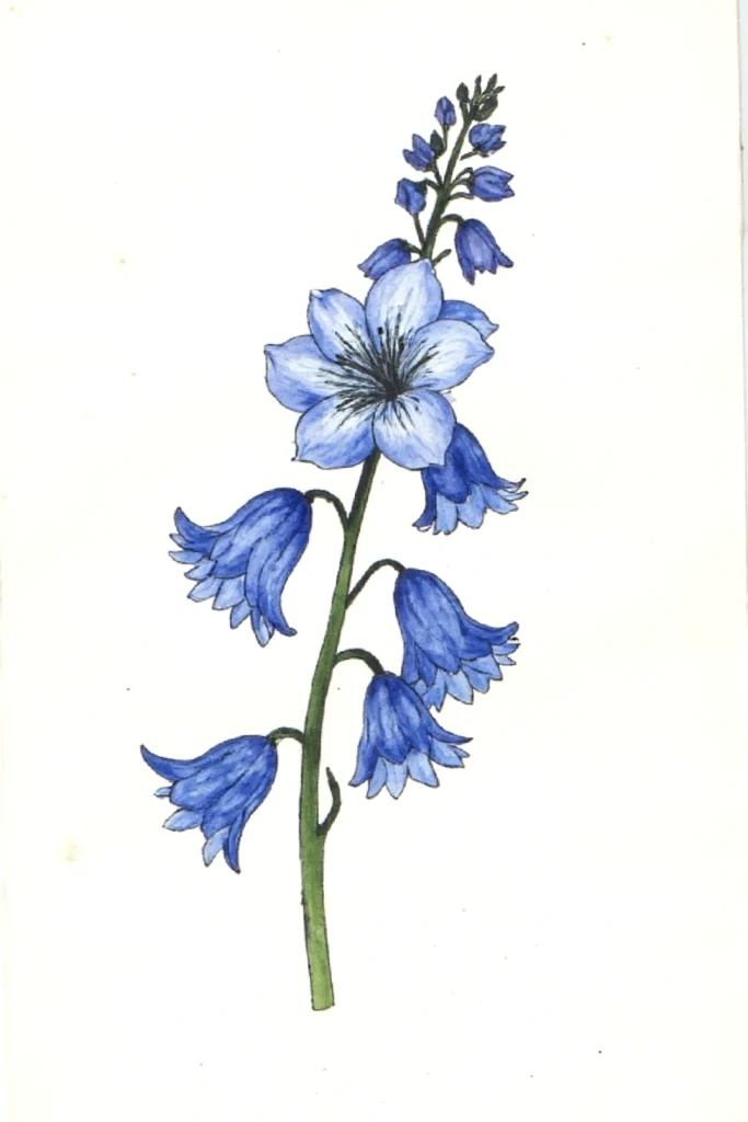 Illustration of a blue delphinium flower with bell-shaped blooms on a green stem.